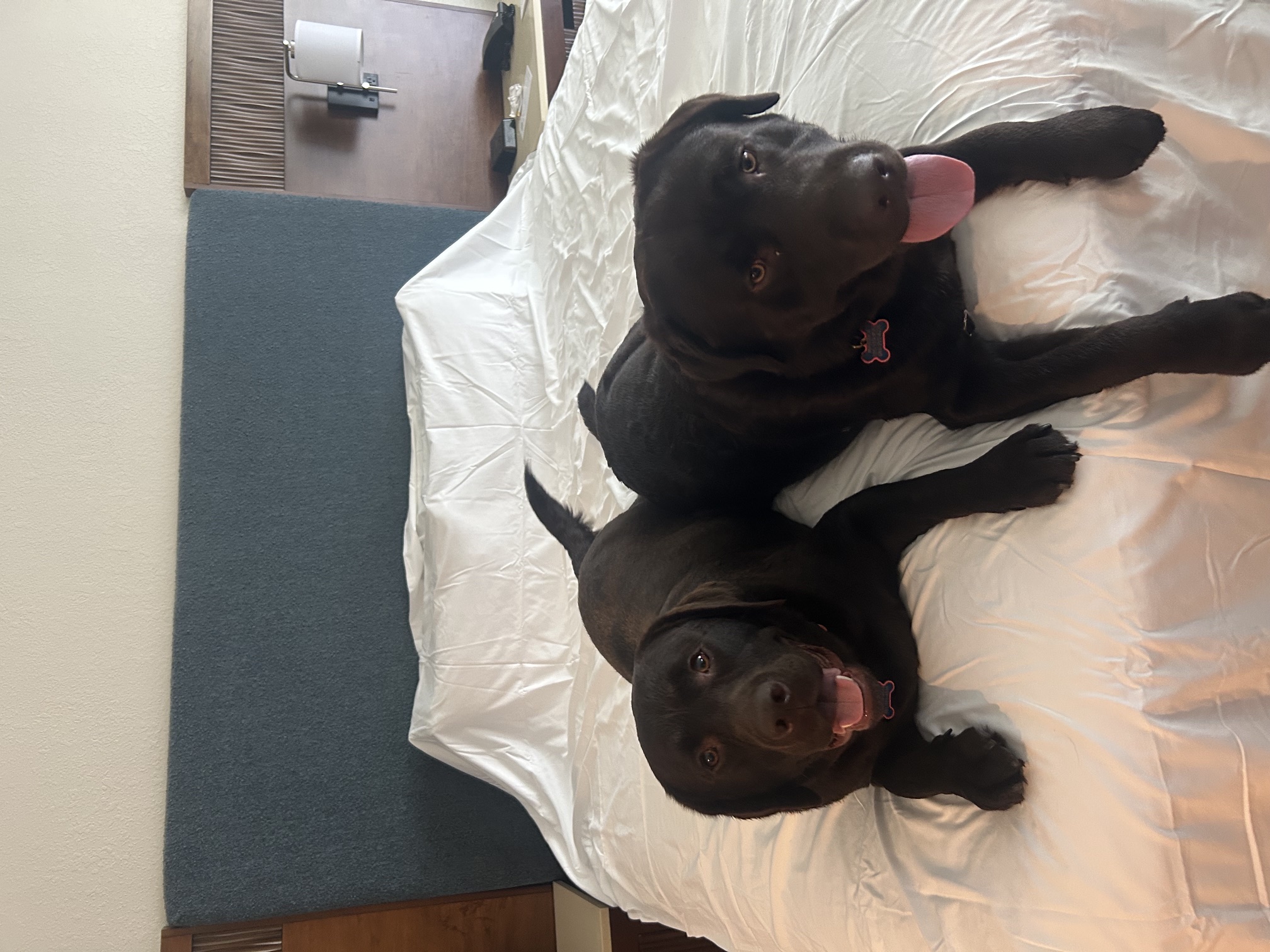 Maverick and Copper sprawled on the hotel bed