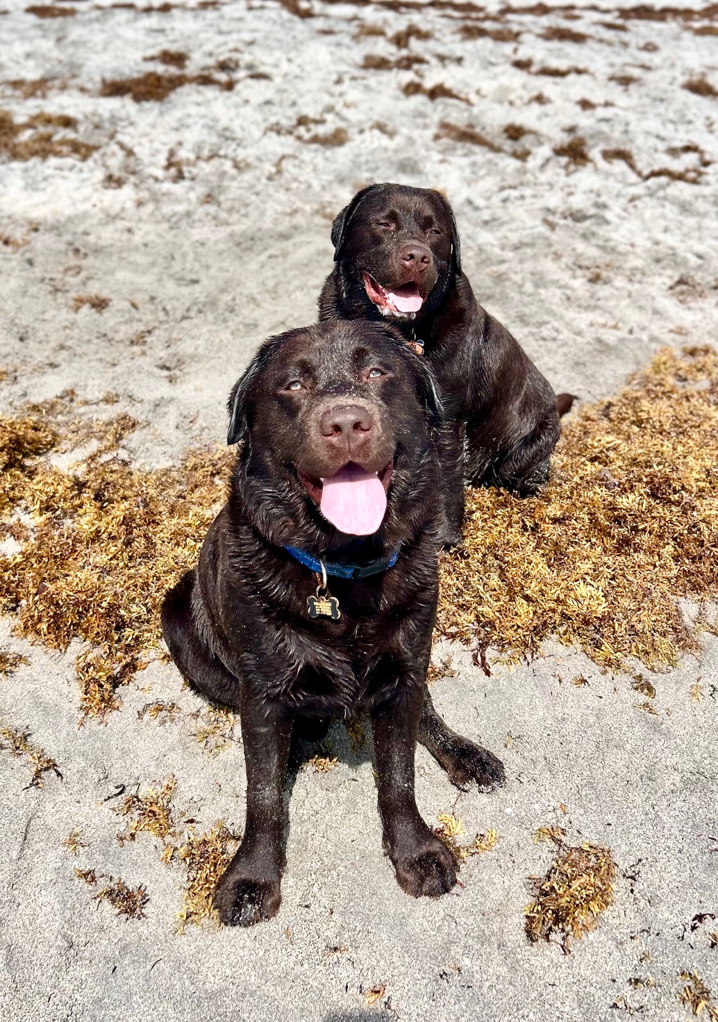 Maverick and Copper playing on the beach