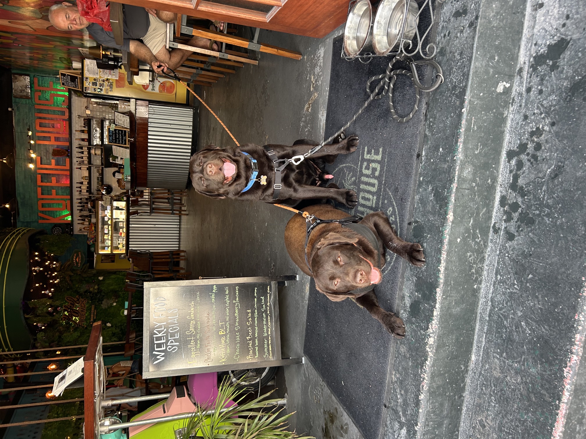 Maverick and Copper in the doorway of the Koffie House