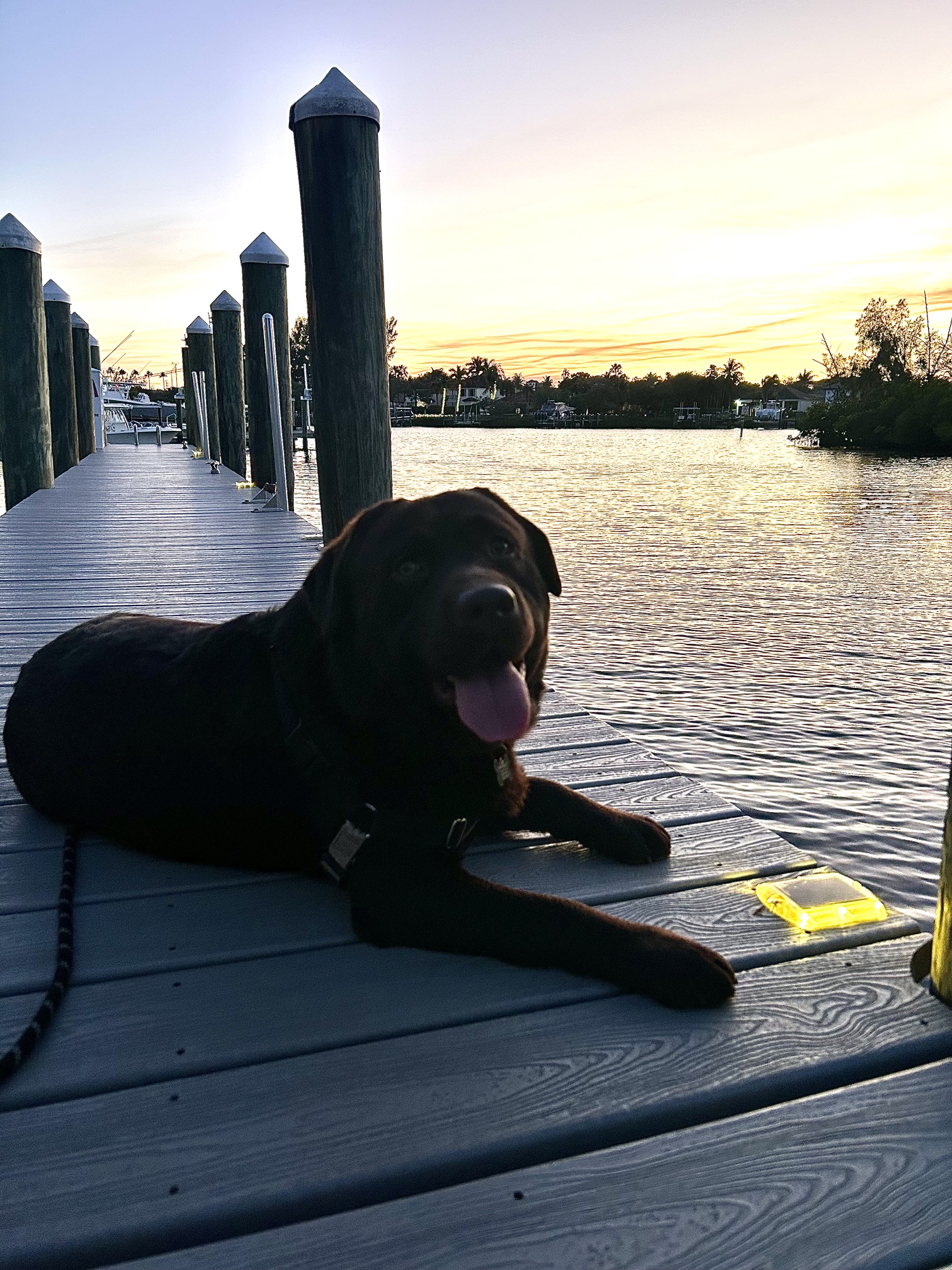 Maverick lying flat on the marina dock