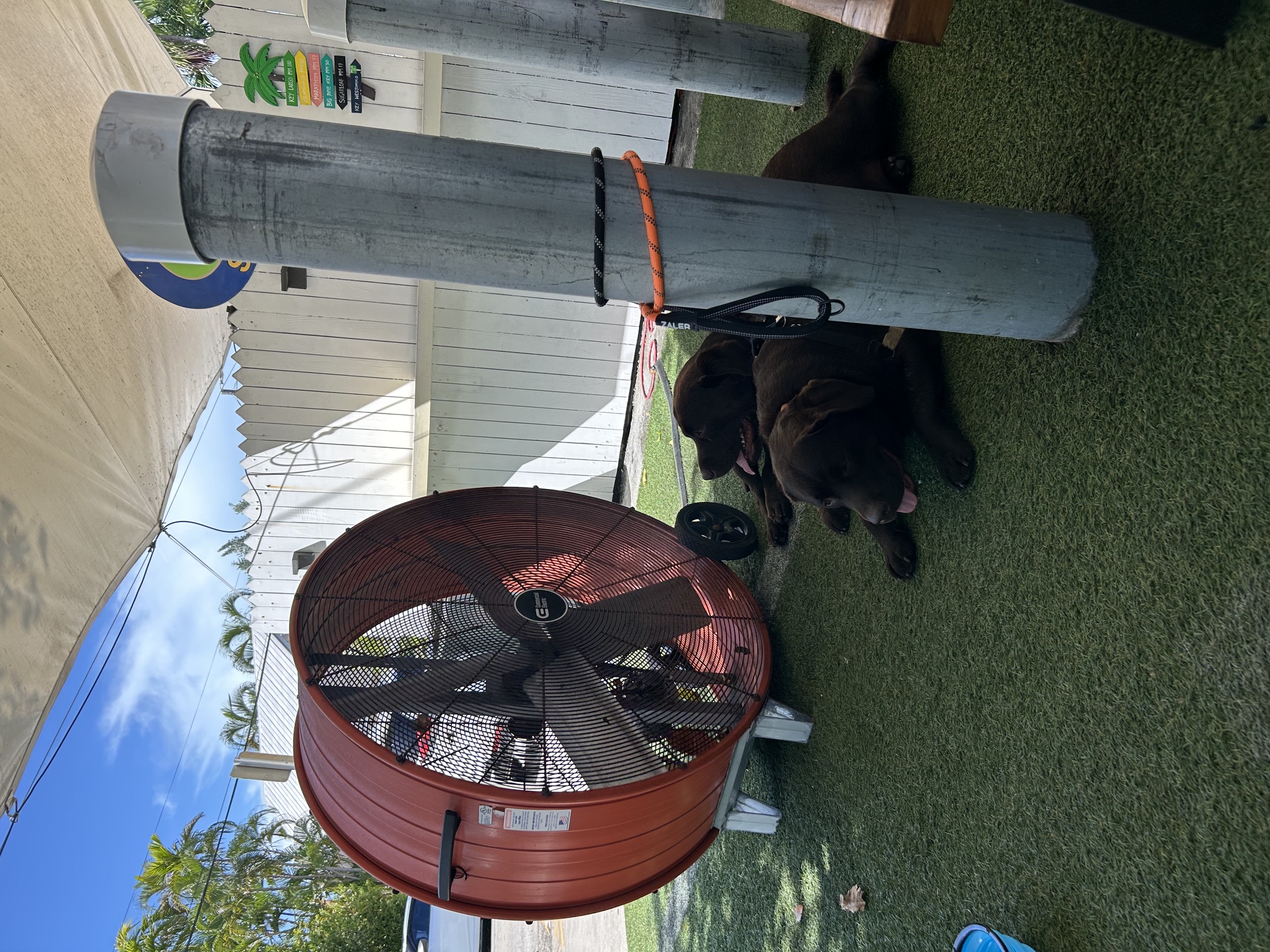 Copper and Maverick parked in front of a big fan