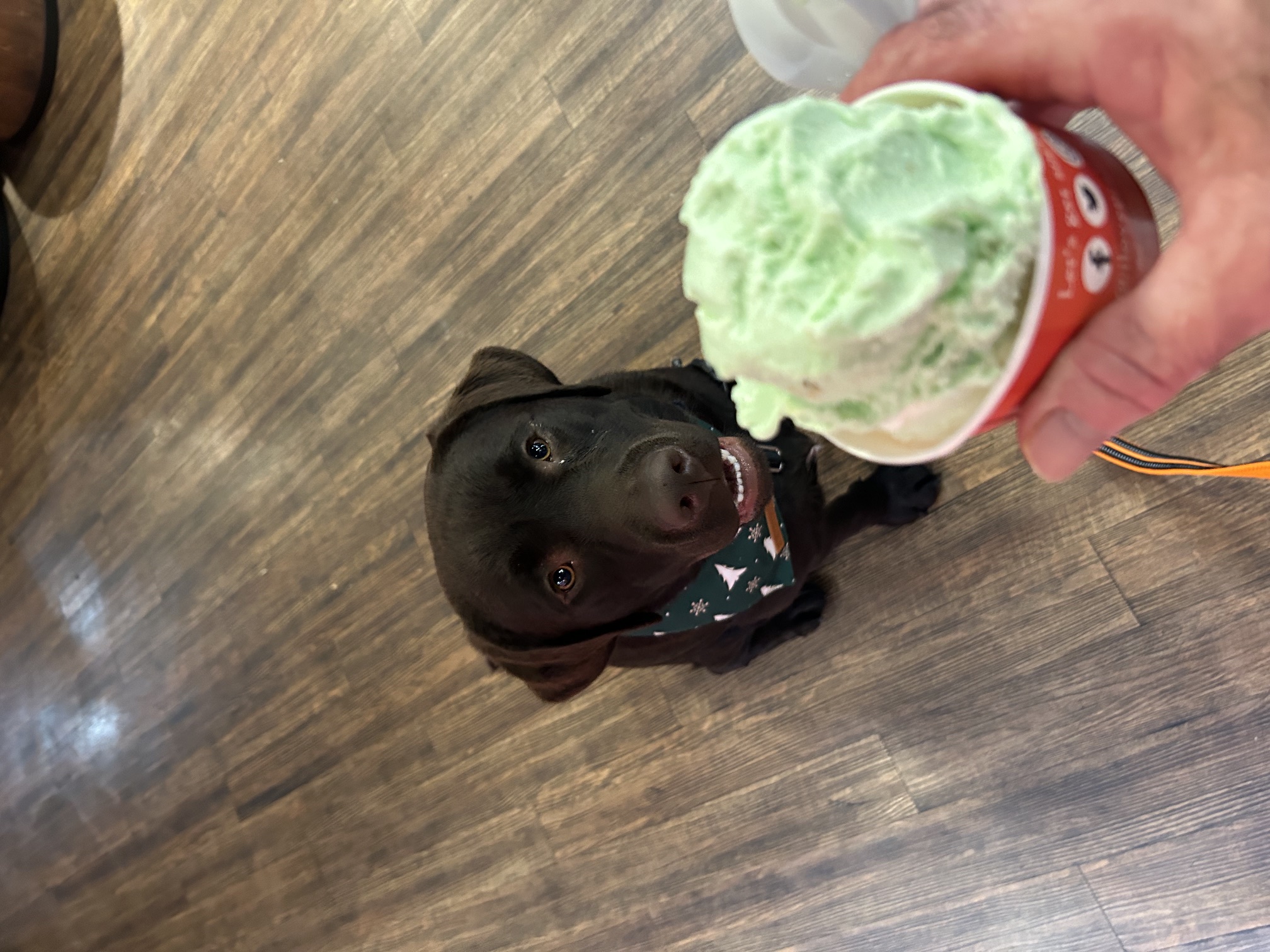 Maverick waiting for key lime ice cream on Duval Street