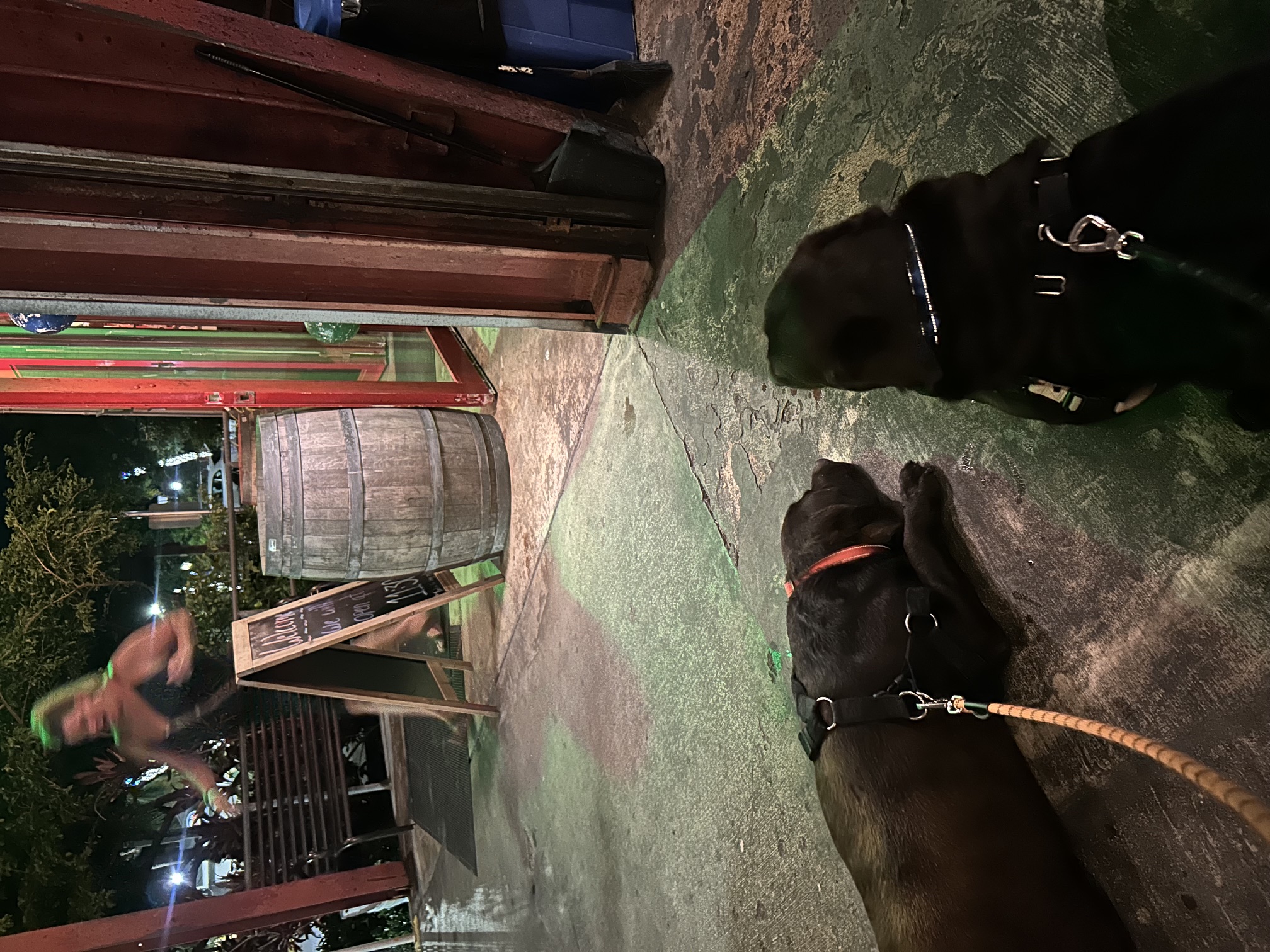 Maverick and Copper watching the door at Hog Fish Grill