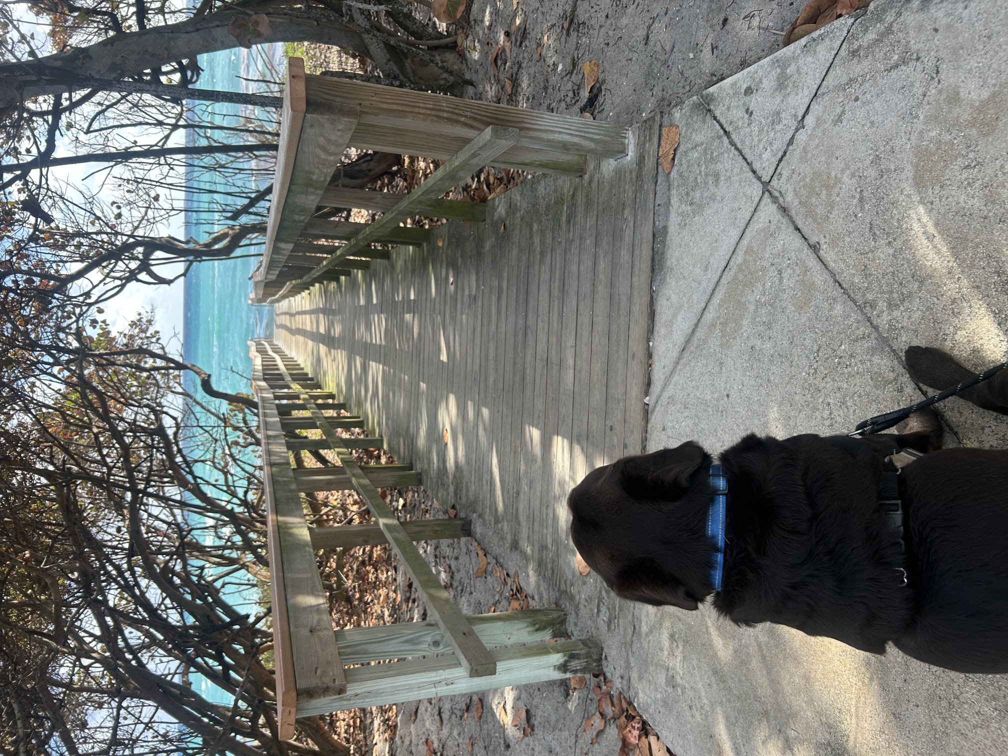 Maverick from behind, looking down the wooden walkway to the beach