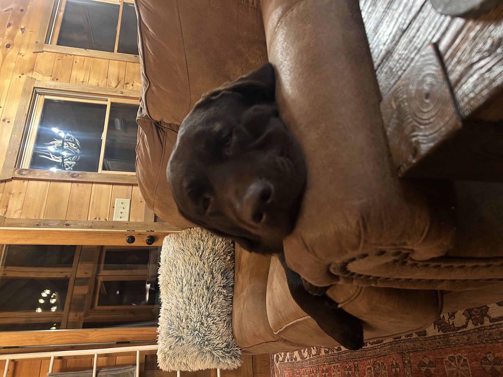 Maverick passed out on the couch back home in Jupiter