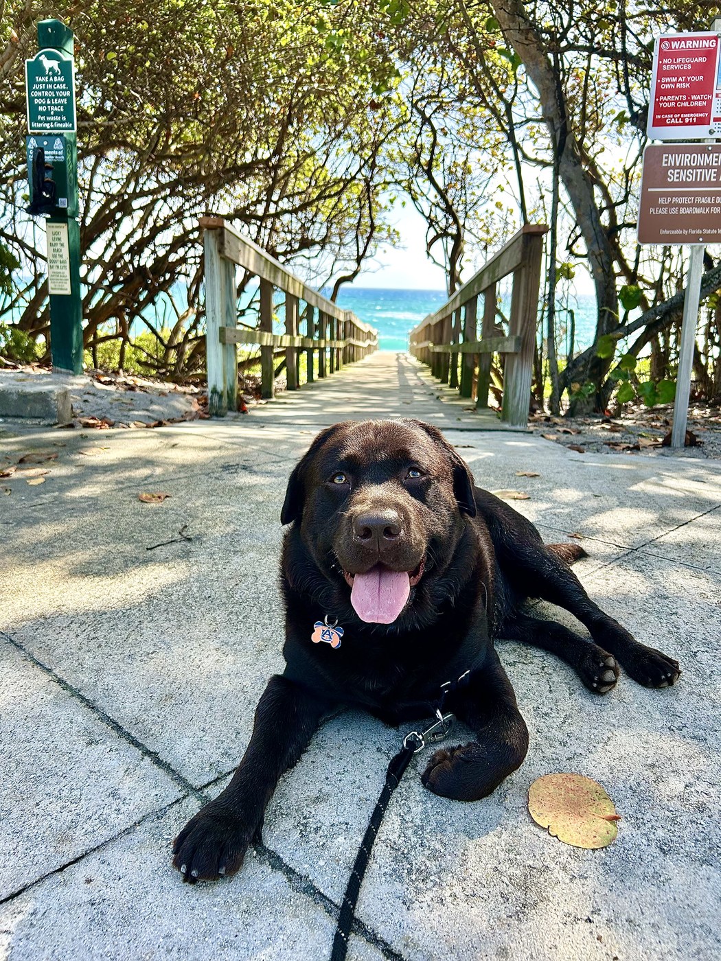 Maverick, Chief Canine Officer
