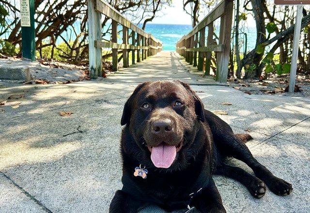 Maverick on the beach walkway